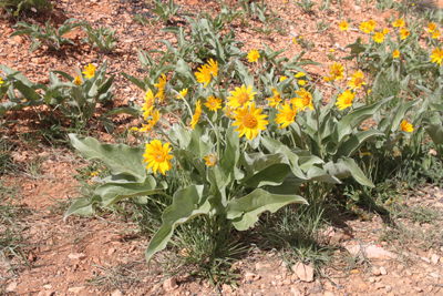 Explore Roadside Nature- Bryce Canyon NP Arrowleaf Balsamroot